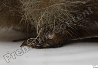 Hedgehog - Erinaceus europaeus  3 leg 0001.jpg